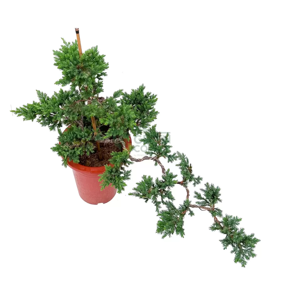 Store Bonsai Indoor Plants
