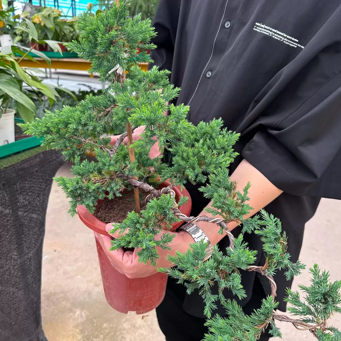 Store Bonsai Indoor Plants