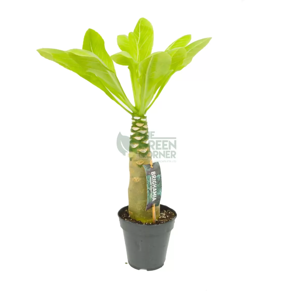 Hot Brighamia Insignis Hawaiian Palm Indoor Plants