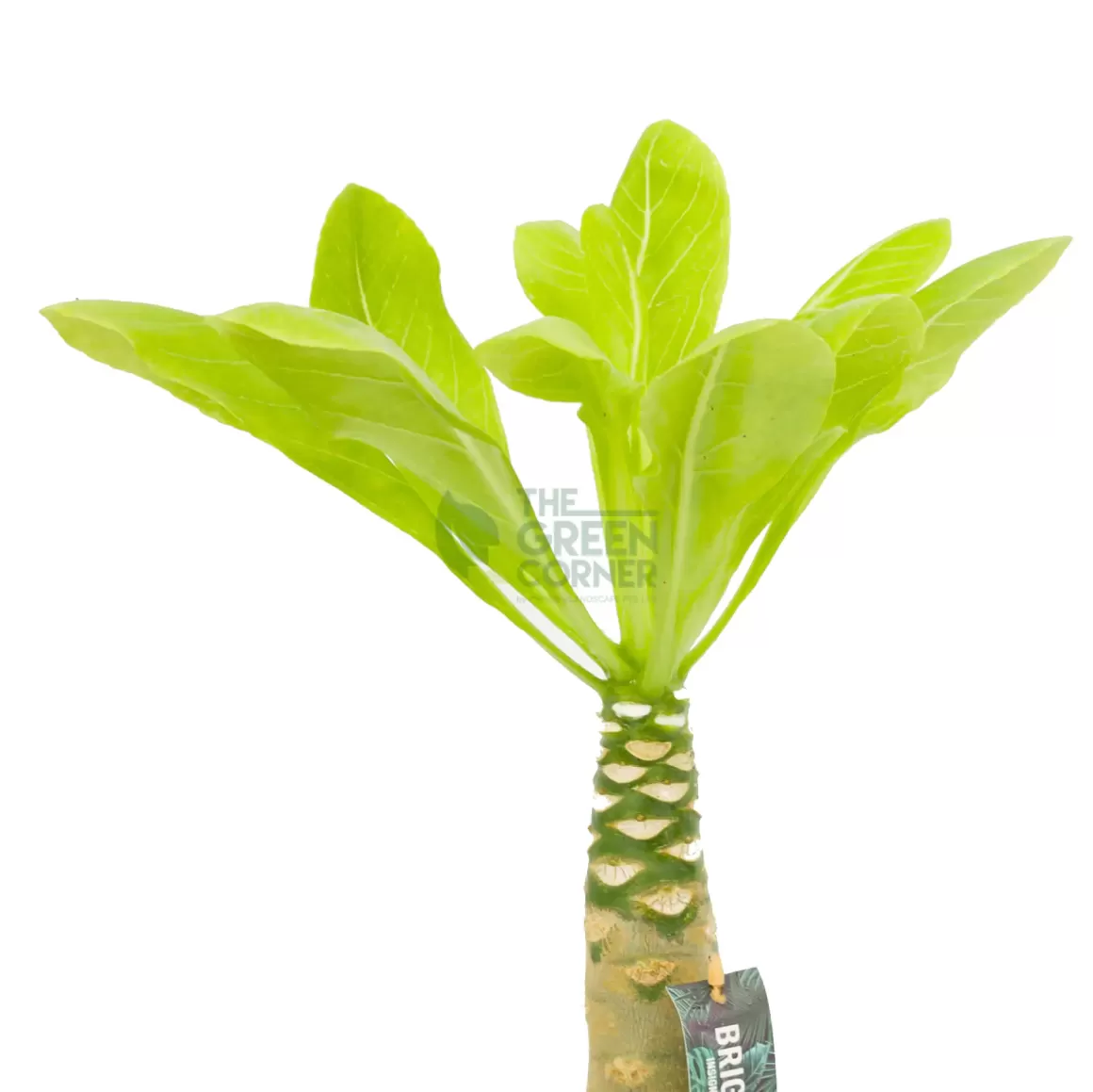 Hot Brighamia Insignis Hawaiian Palm Indoor Plants