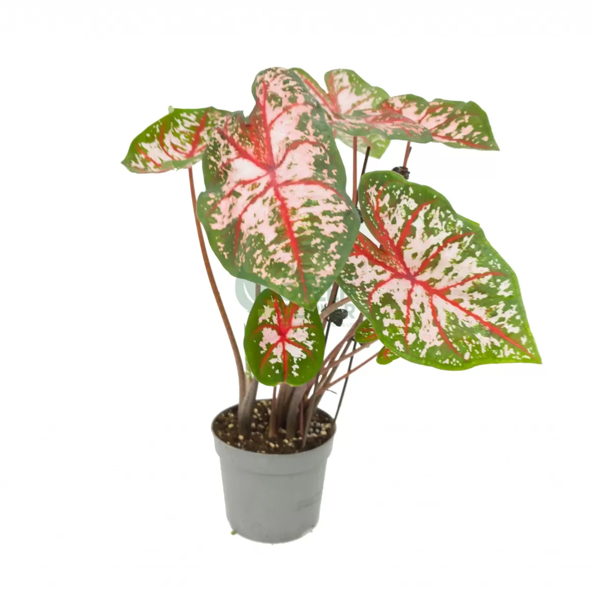 Outlet Caladium Carolyn Whorton Caladium