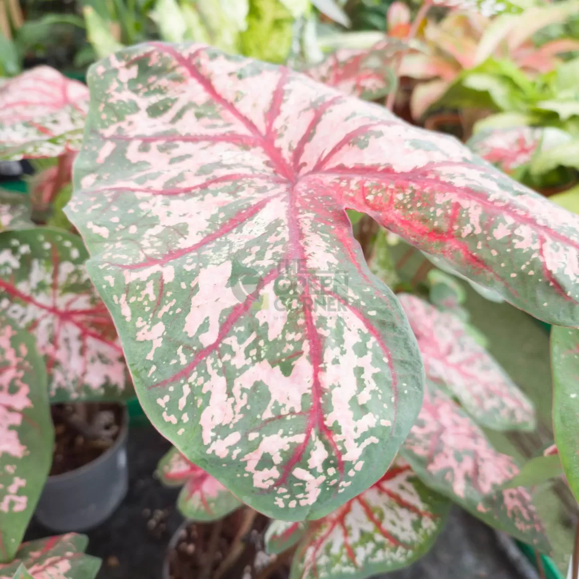 Outlet Caladium Carolyn Whorton Caladium