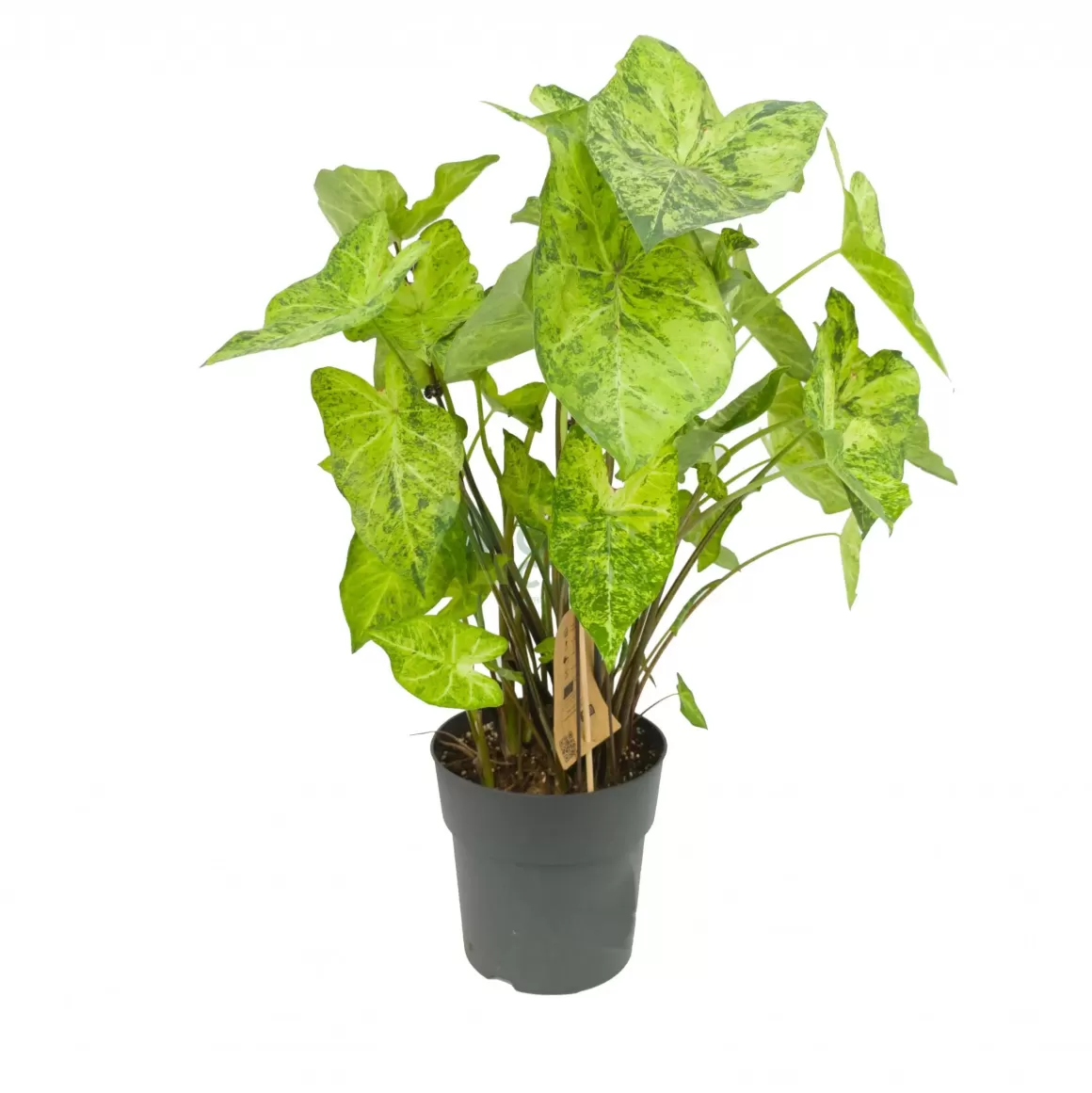 Sale Caladium Frog In A Blender Caladium