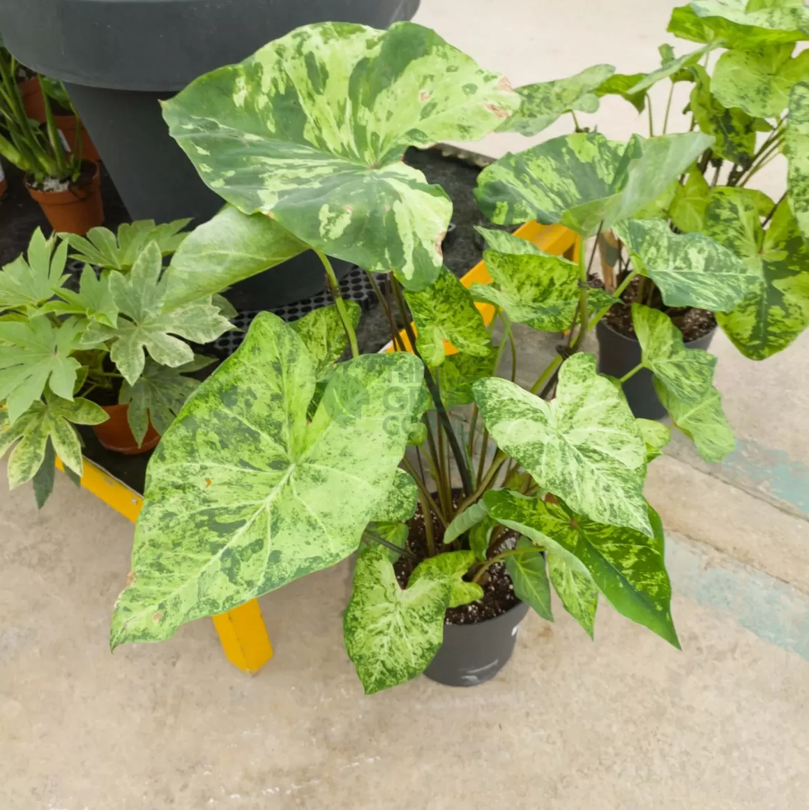 Sale Caladium Frog In A Blender Caladium
