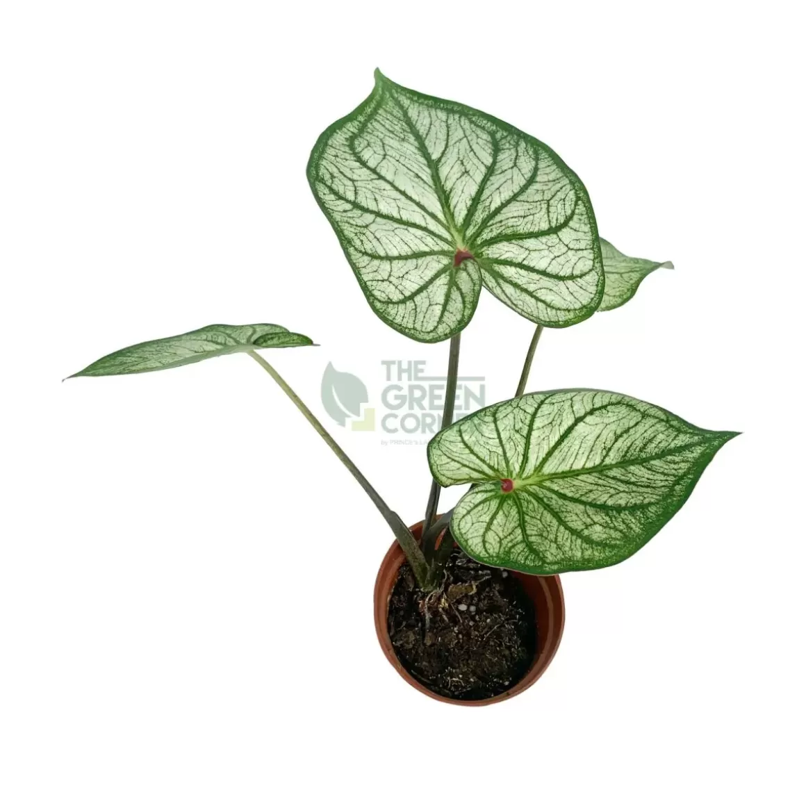 Outlet Caladium White Christmas Caladium