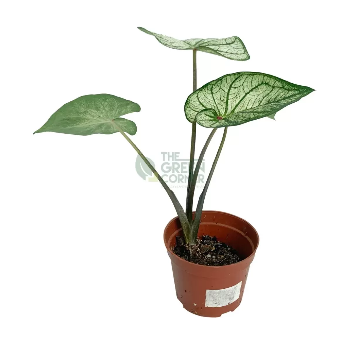 Outlet Caladium White Christmas Caladium