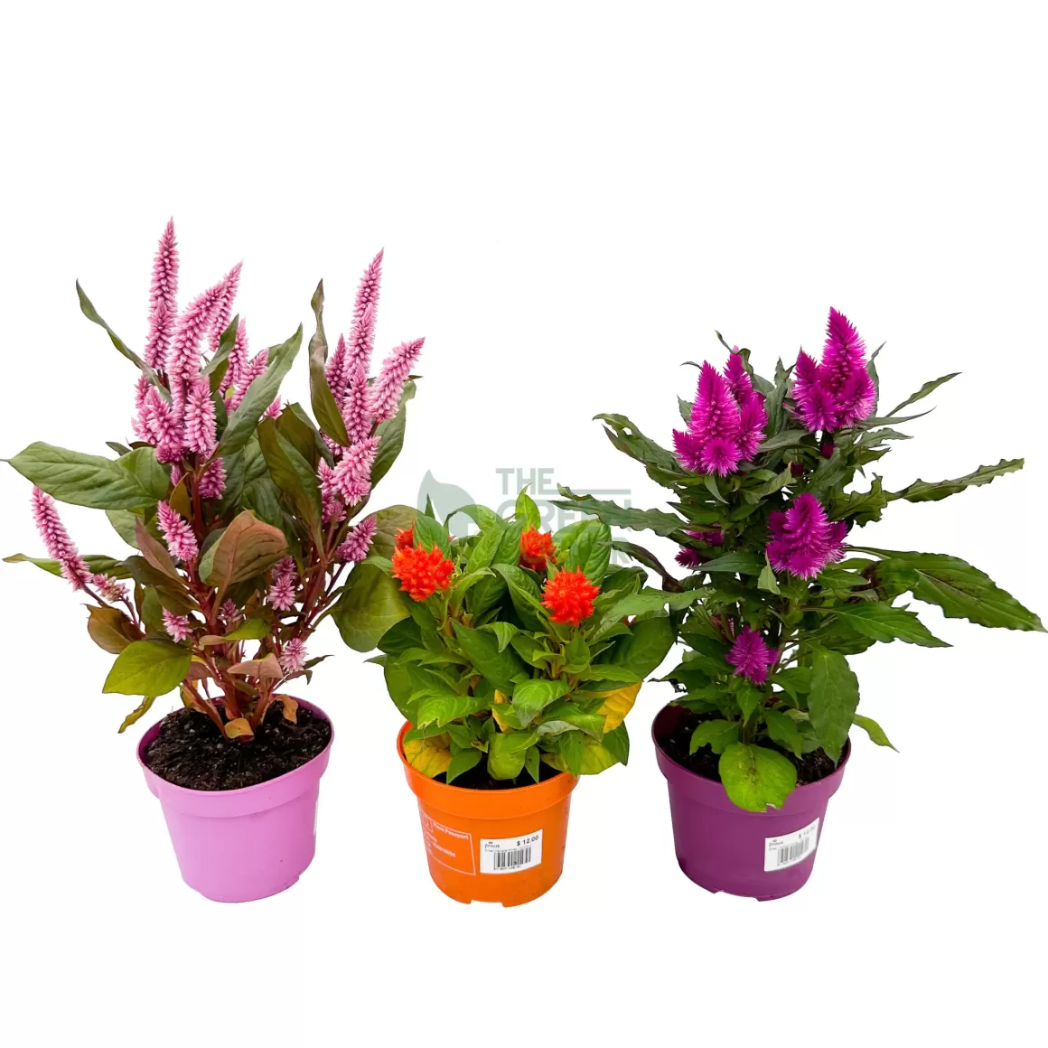 Outlet Celosia Indoor Plants