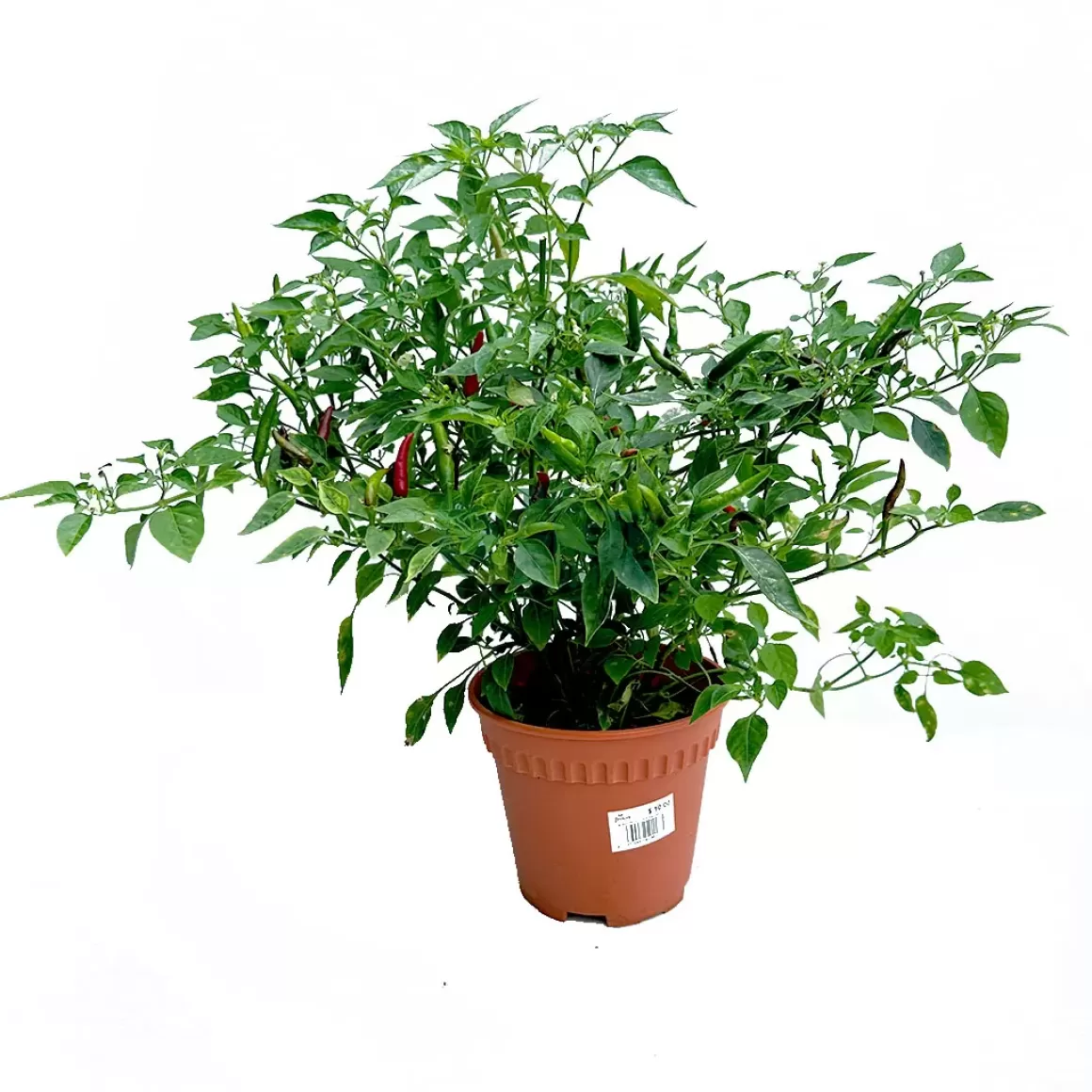 Clearance Chilli Padi Plant Indoor Plants