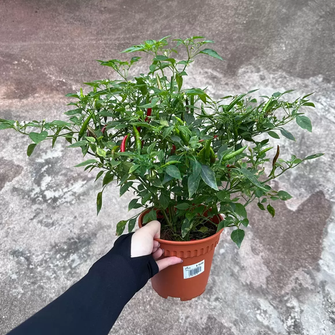 Clearance Chilli Padi Plant Indoor Plants