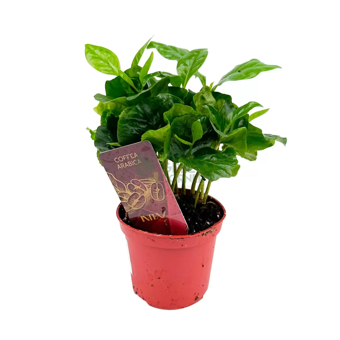 Fashion Coffea Arabica Indoor Plants