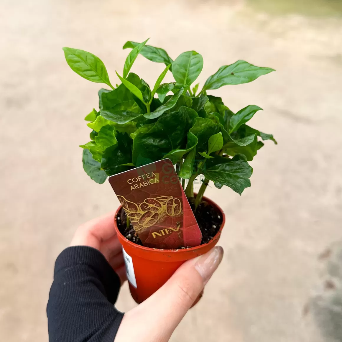 Fashion Coffea Arabica Indoor Plants