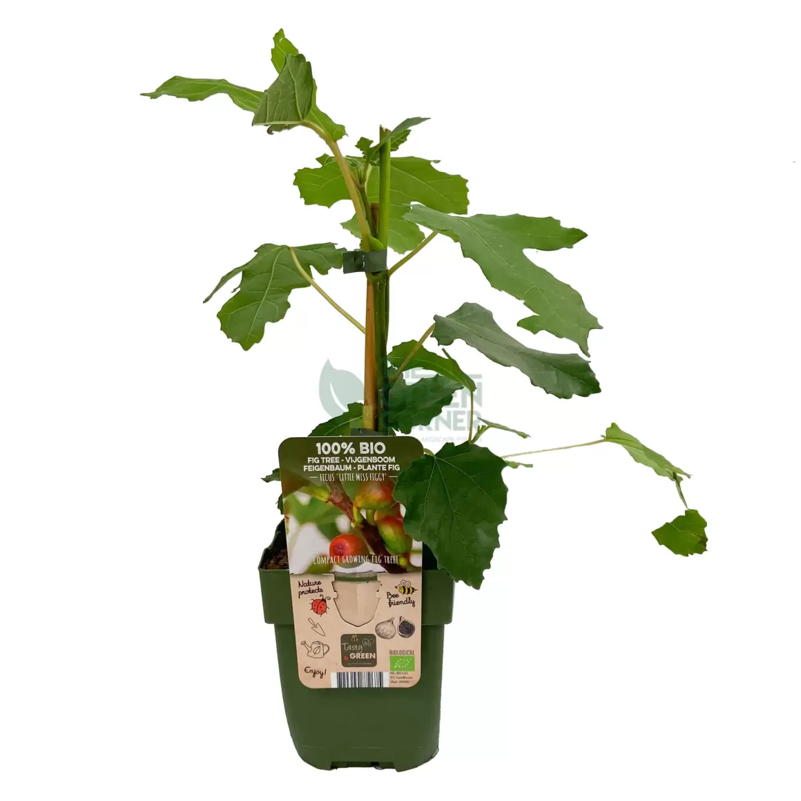 New Ficus Carica 'Little Miss Figgy' Indoor Plants