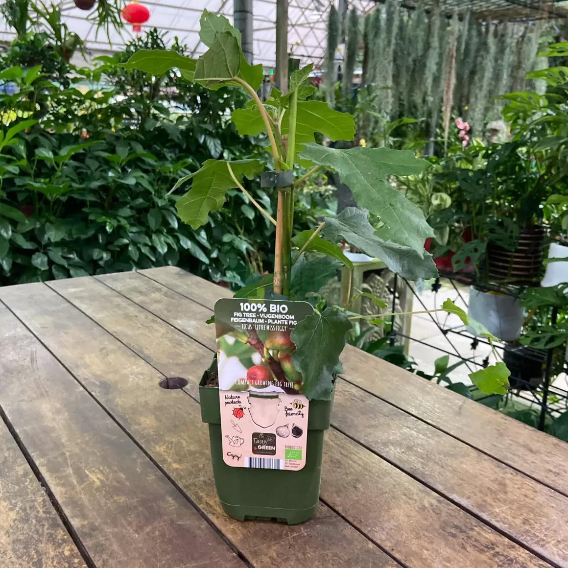 New Ficus Carica 'Little Miss Figgy' Indoor Plants