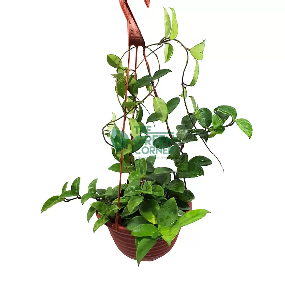 Store Hoya Plant Hoya Carnosa In A Hanging Pot 210Mm Indoor Plants