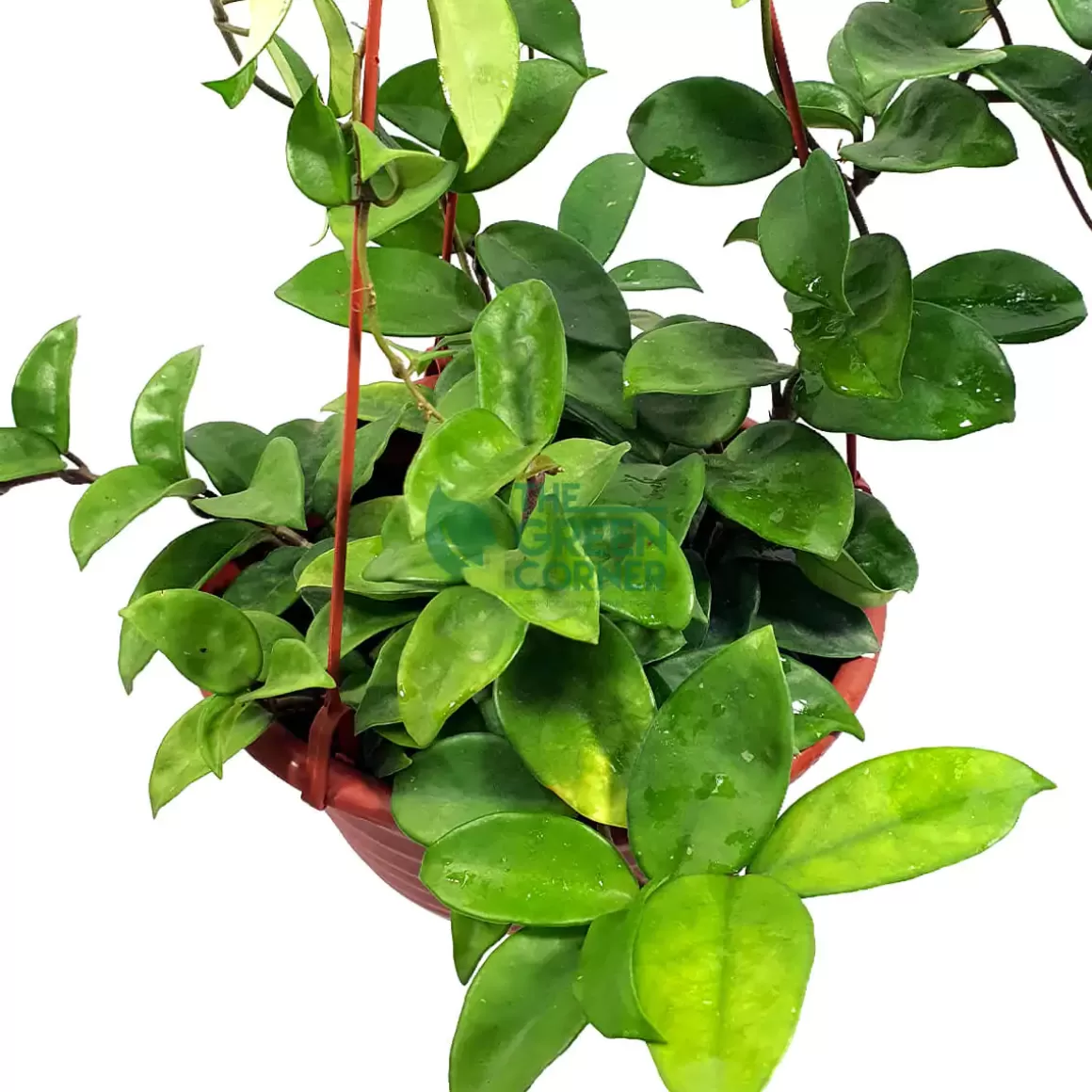 Store Hoya Plant Hoya Carnosa In A Hanging Pot 210Mm Indoor Plants