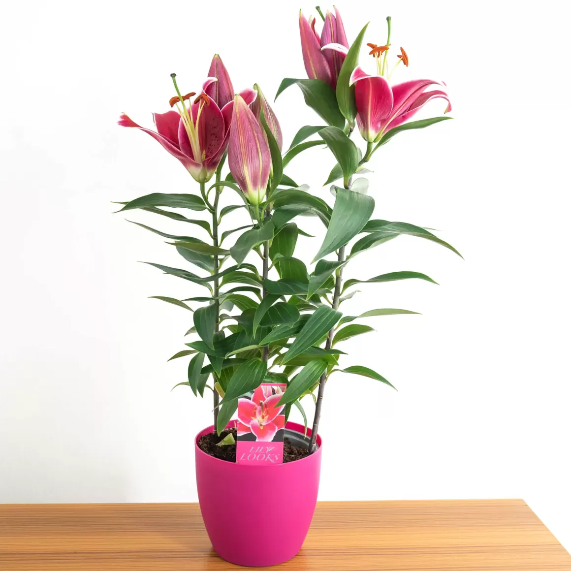New Lilium Oriental Red Pot With Florabiezz Sticker Indoor Plants