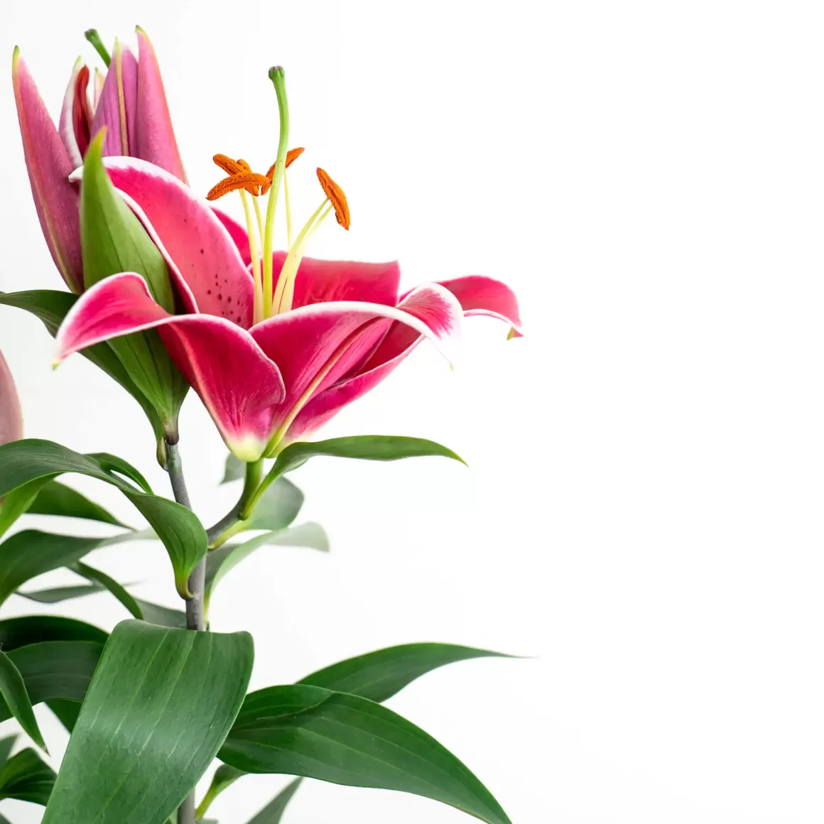 New Lilium Oriental Red Pot With Florabiezz Sticker Indoor Plants