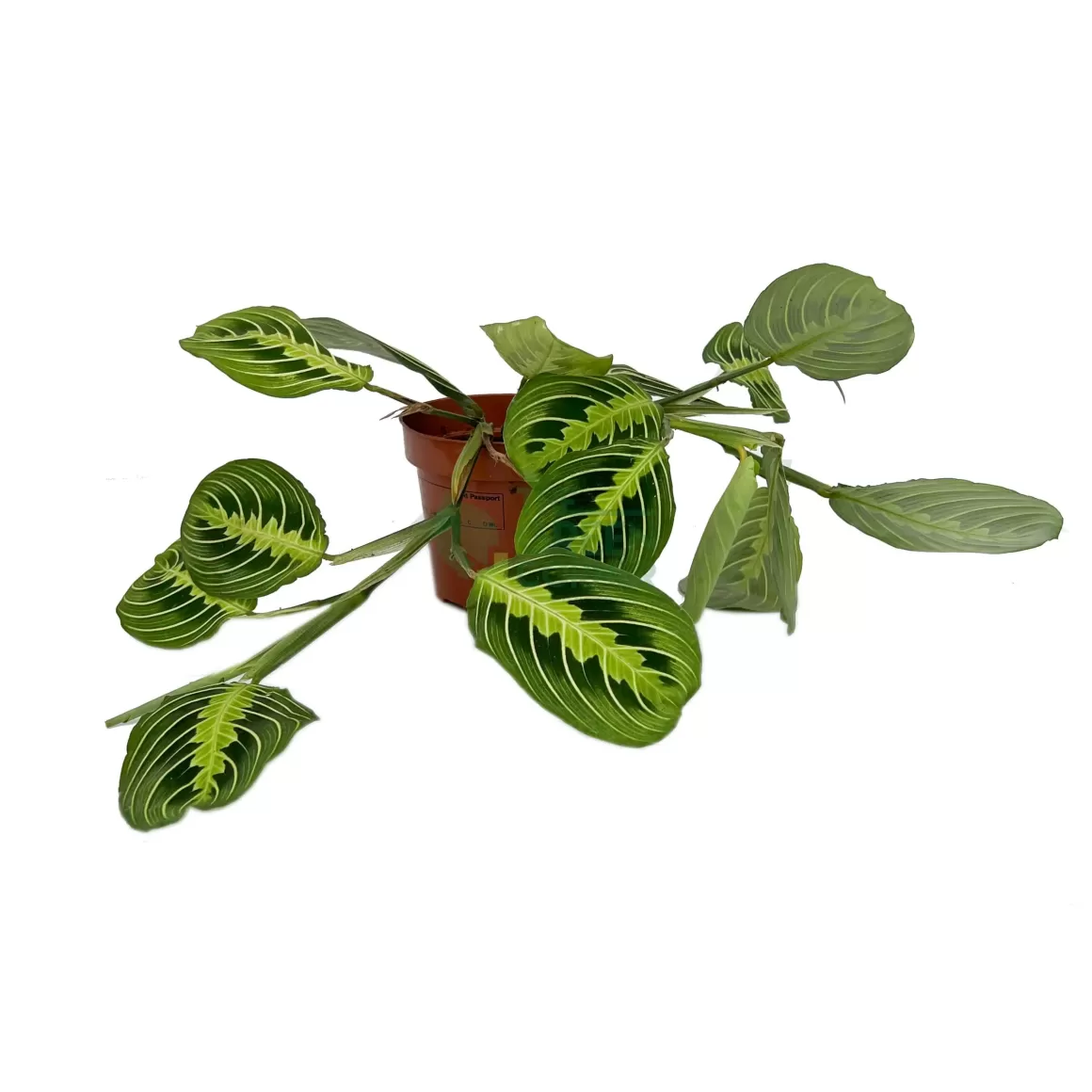 Fashion Maranta Leuconeura Lemon Lime Indoor Plants
