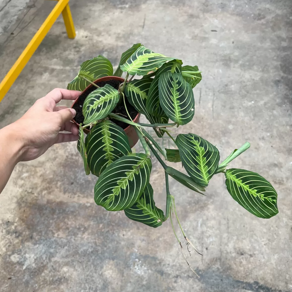 Fashion Maranta Leuconeura Lemon Lime Indoor Plants