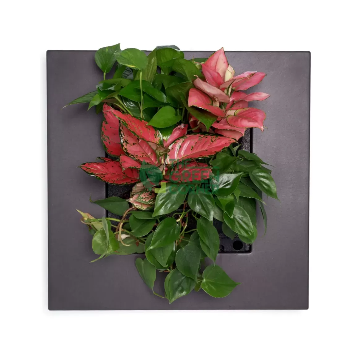 Shop Mobilane's Livepicture Go Wall Planters
