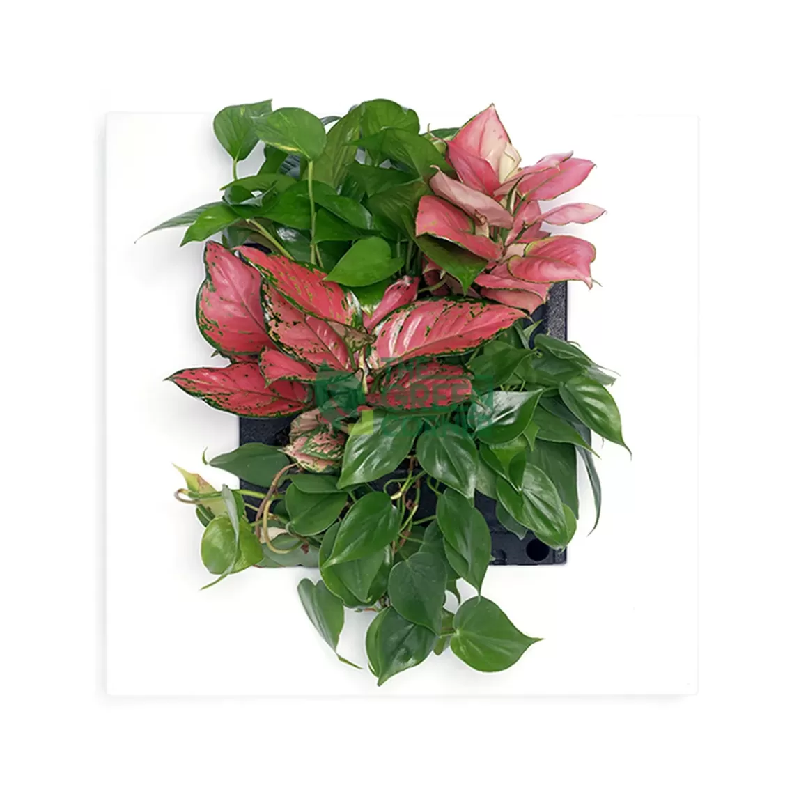 Shop Mobilane's Livepicture Go Wall Planters