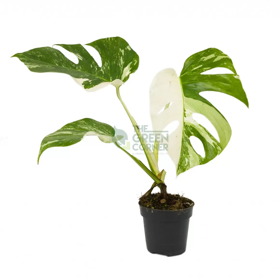 Hot Monstera Borsigiana Albo Variegated Indoor Plants