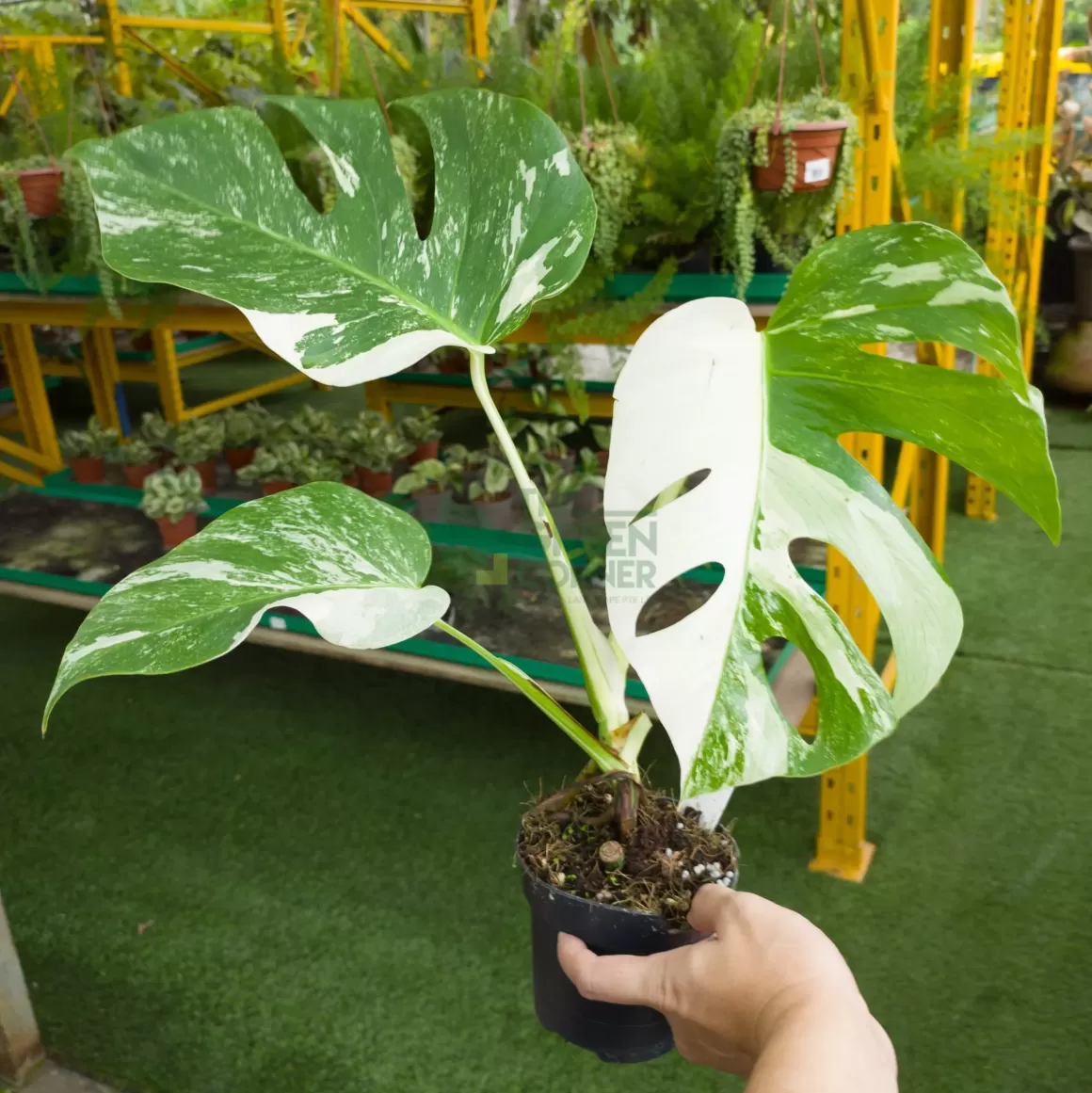 Hot Monstera Borsigiana Albo Variegated Indoor Plants