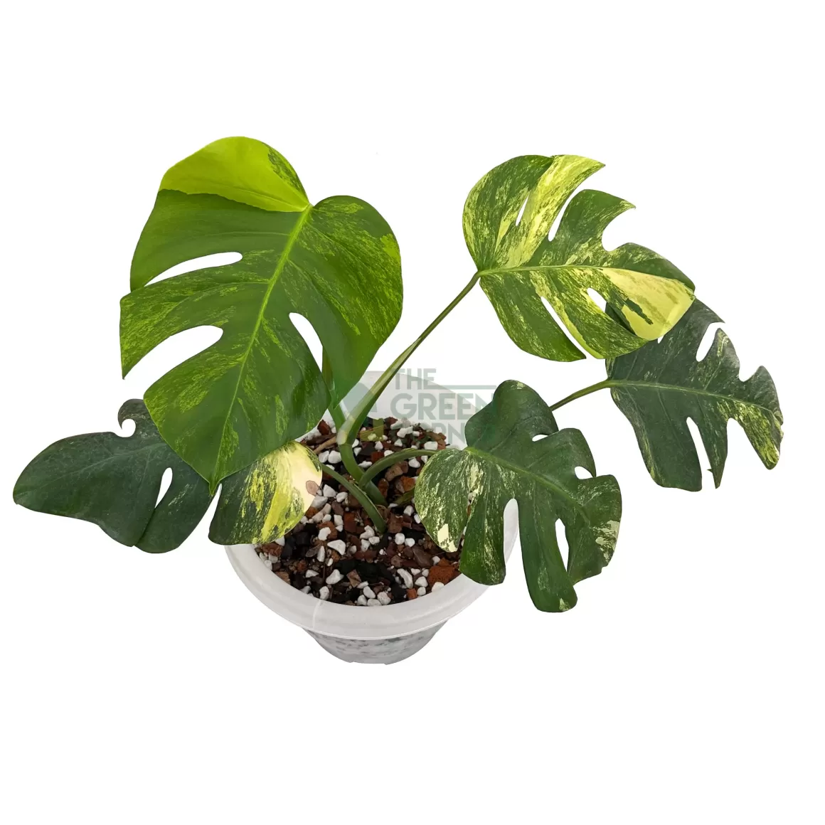 Hot Monstera Borsigiana Aurea Indoor Plants