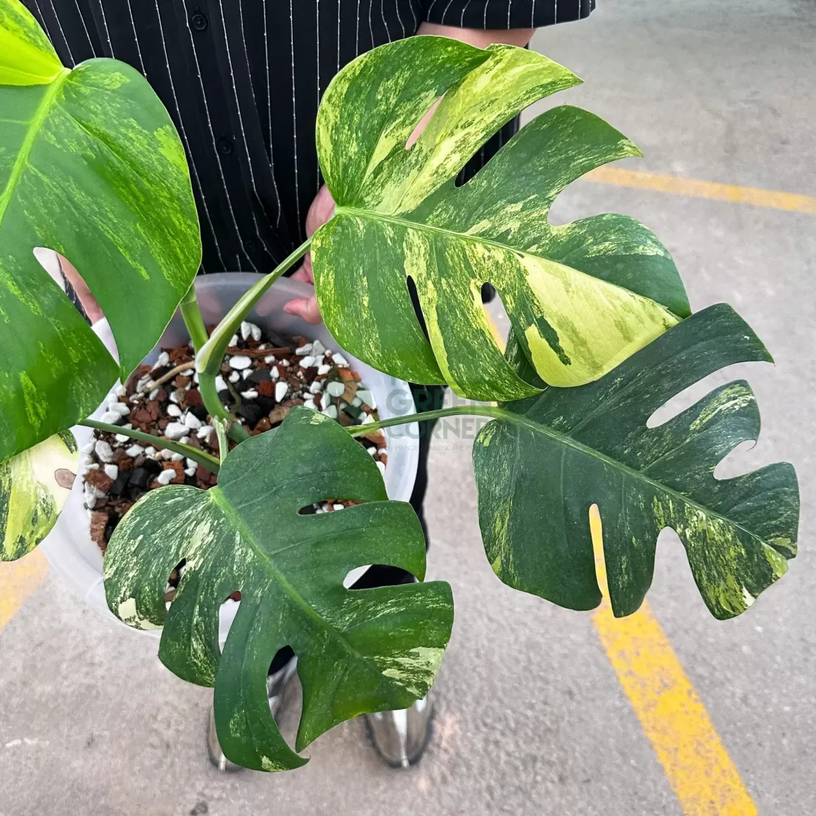 Hot Monstera Borsigiana Aurea Indoor Plants