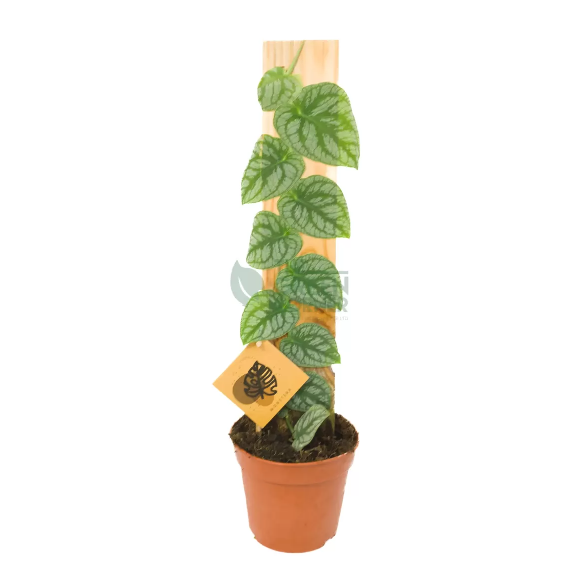 Flash Sale Monstera Dubia Indoor Plants