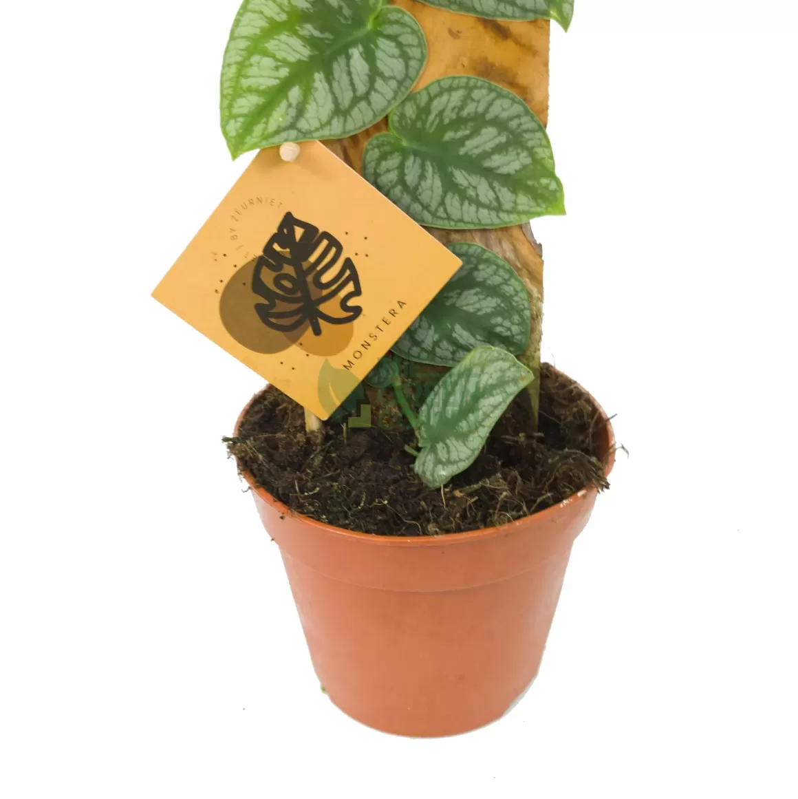 Flash Sale Monstera Dubia Indoor Plants