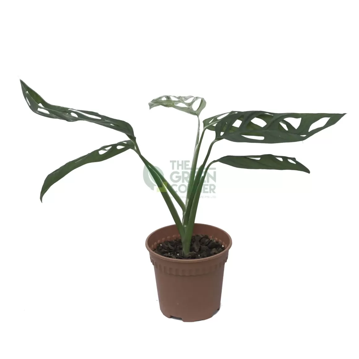 Discount Monstera Epipremnoides Plant Indoor Plants