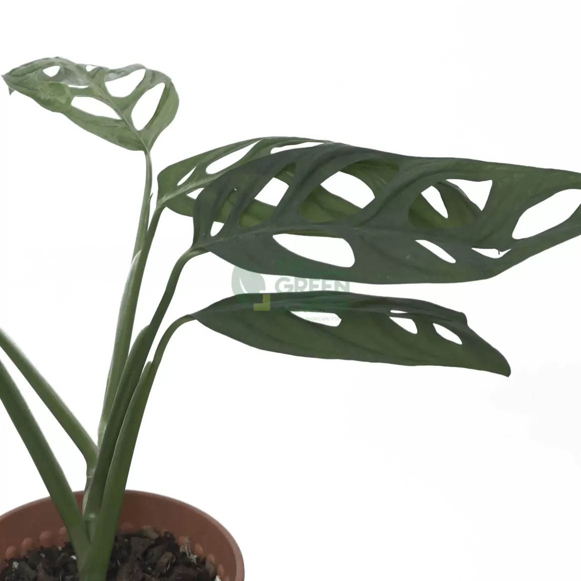 Discount Monstera Epipremnoides Plant Indoor Plants