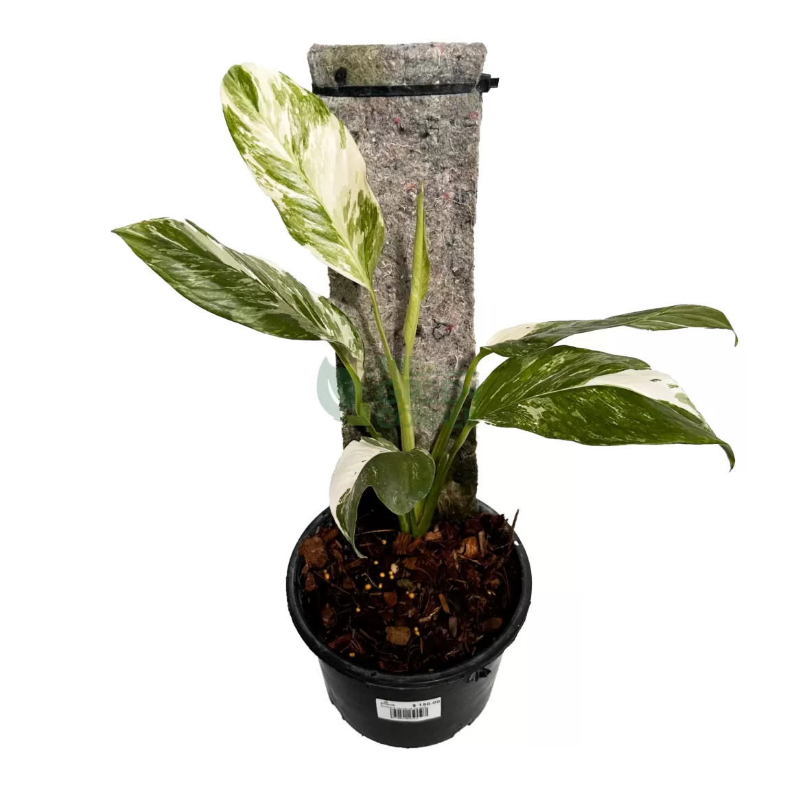 Flash Sale Monstera Lecherina Variegated Indoor Plants