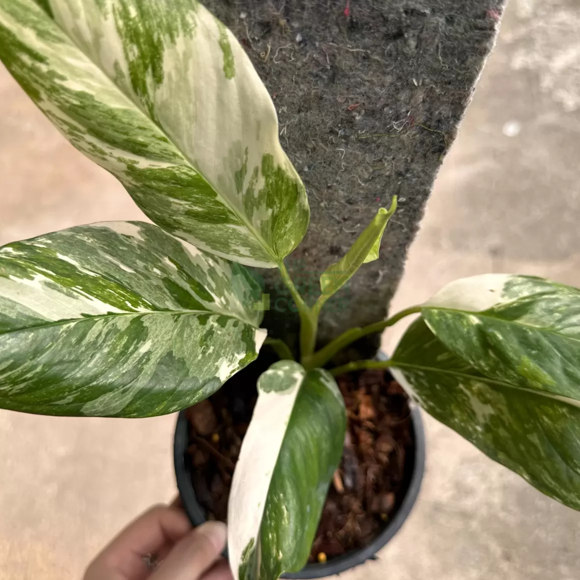 Flash Sale Monstera Lecherina Variegated Indoor Plants