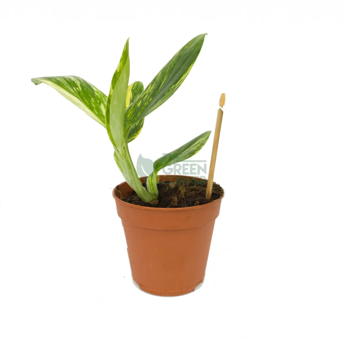 Store Monstera Standleyana Indoor Plants