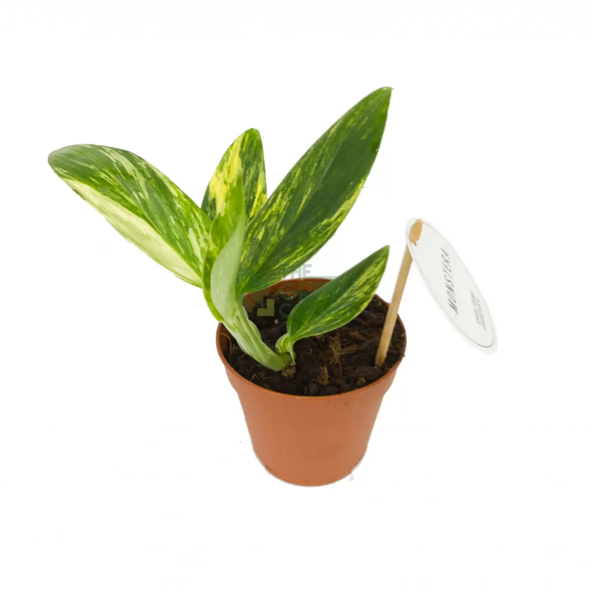 Store Monstera Standleyana Indoor Plants