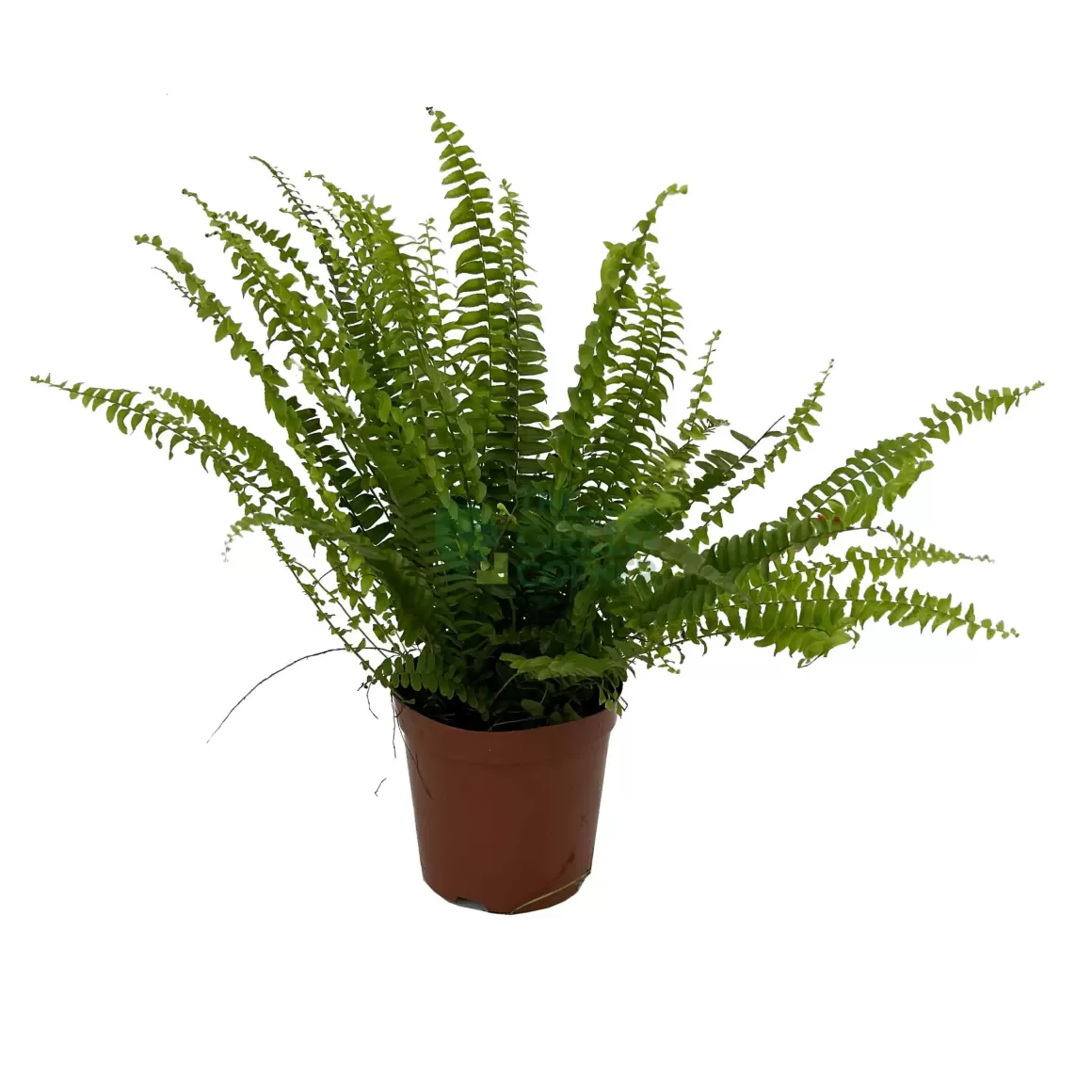 New Nephrolepis Exaltata Boston Fern Indoor Plants