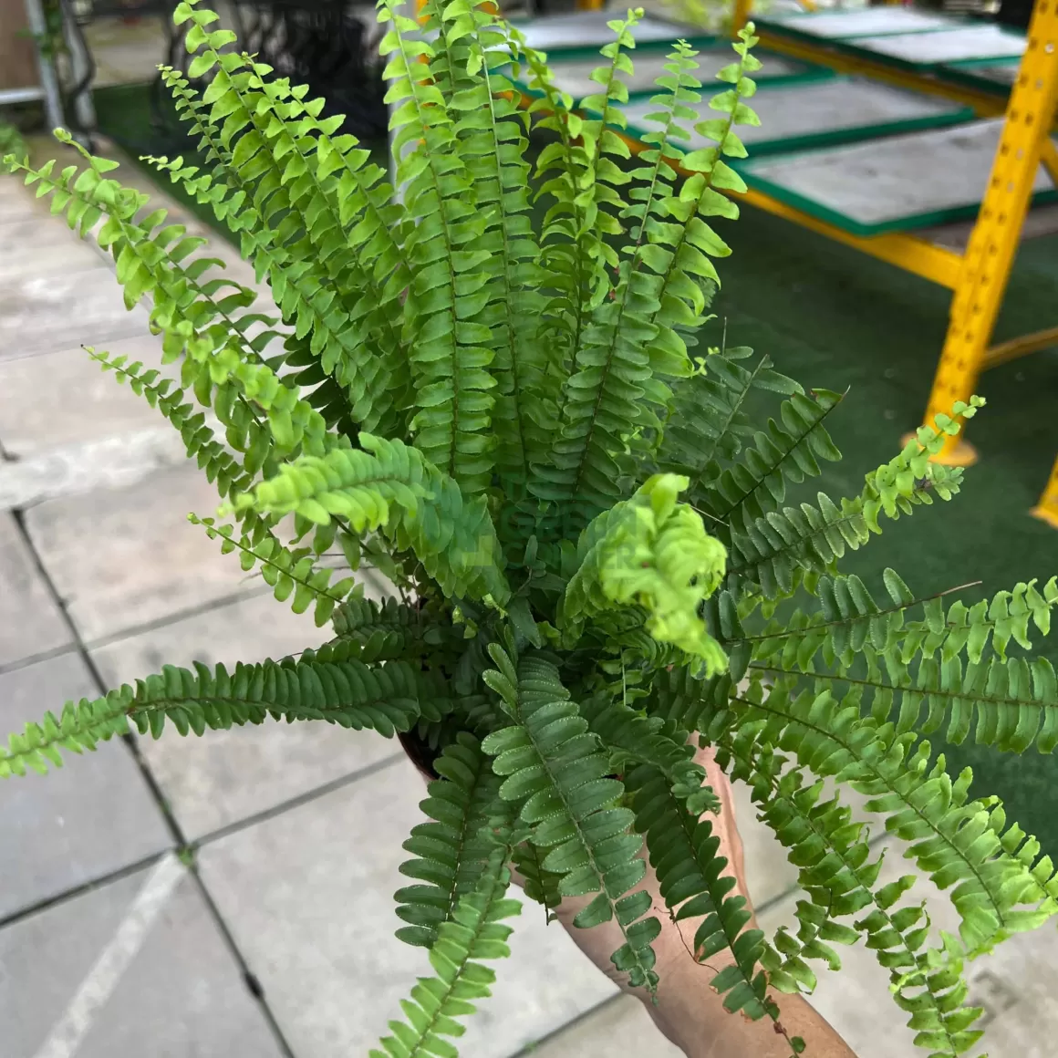 New Nephrolepis Exaltata Boston Fern Indoor Plants