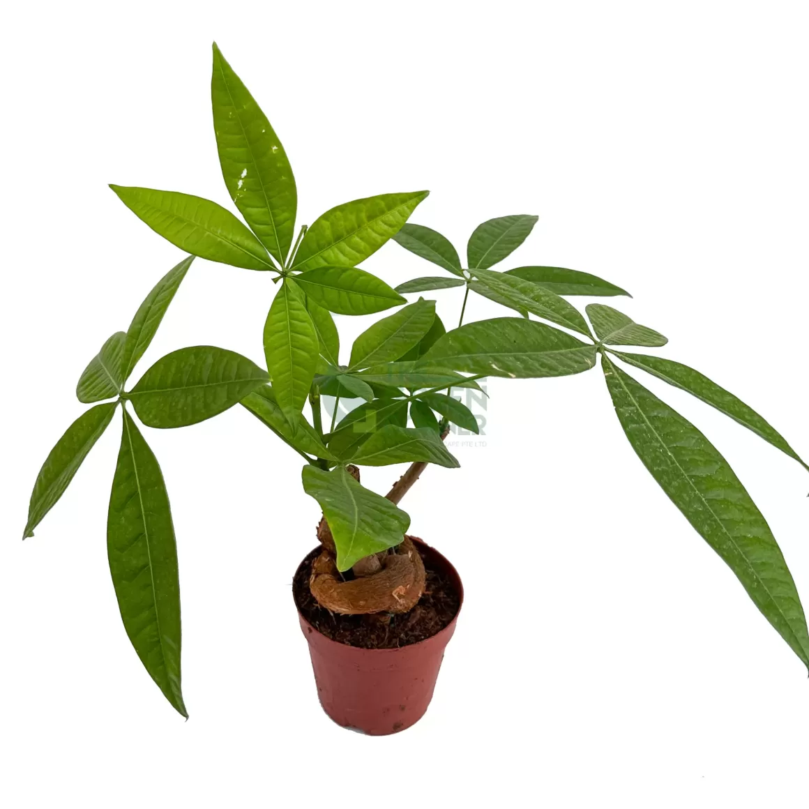 Cheap Pachira Aquatica Thick Swirly Stem Indoor Plants