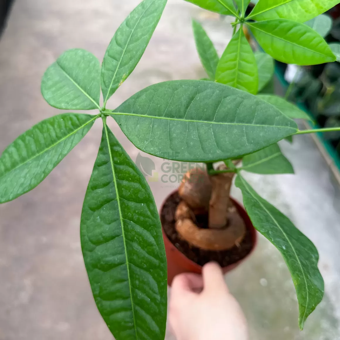 Cheap Pachira Aquatica Thick Swirly Stem Indoor Plants