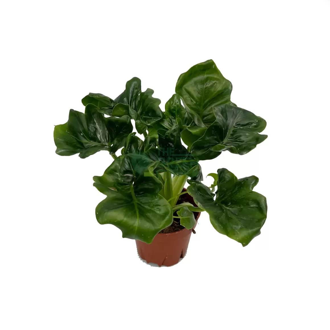 Cheap Philodendron Atom Philodendron