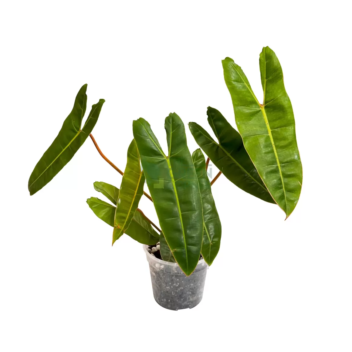 Hot Philodendron Billietiae Philodendron