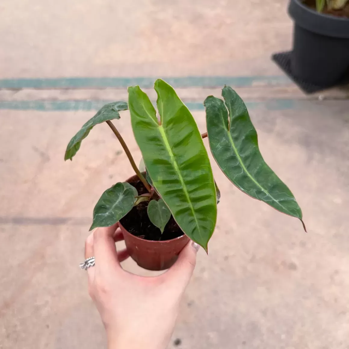 Cheap Philodendron Billietiae Philodendron