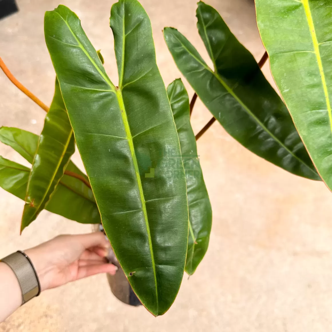Hot Philodendron Billietiae Philodendron