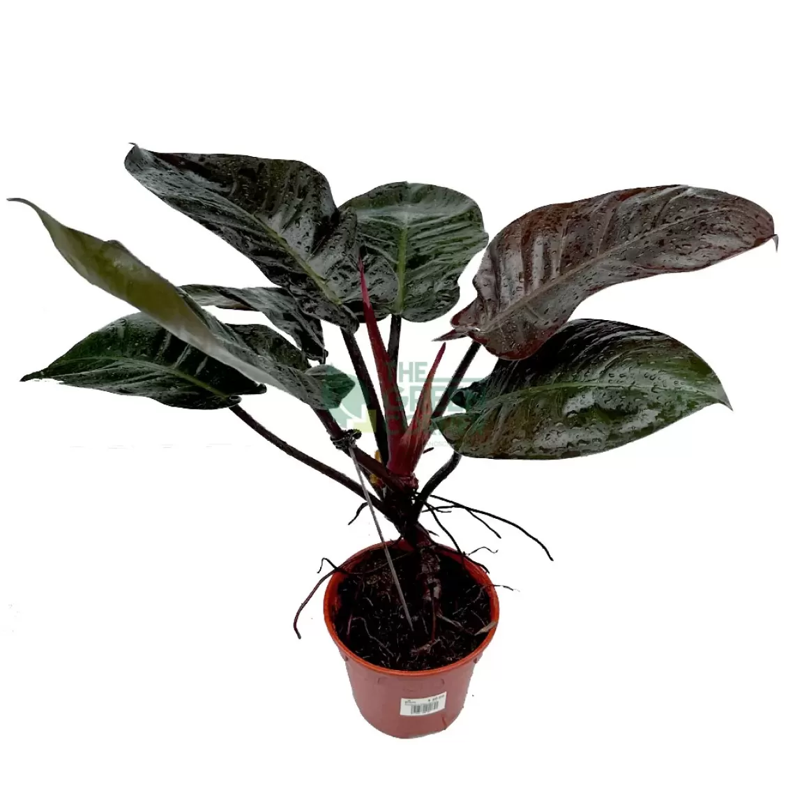 Sale Philodendron Black Cardinal Philodendron