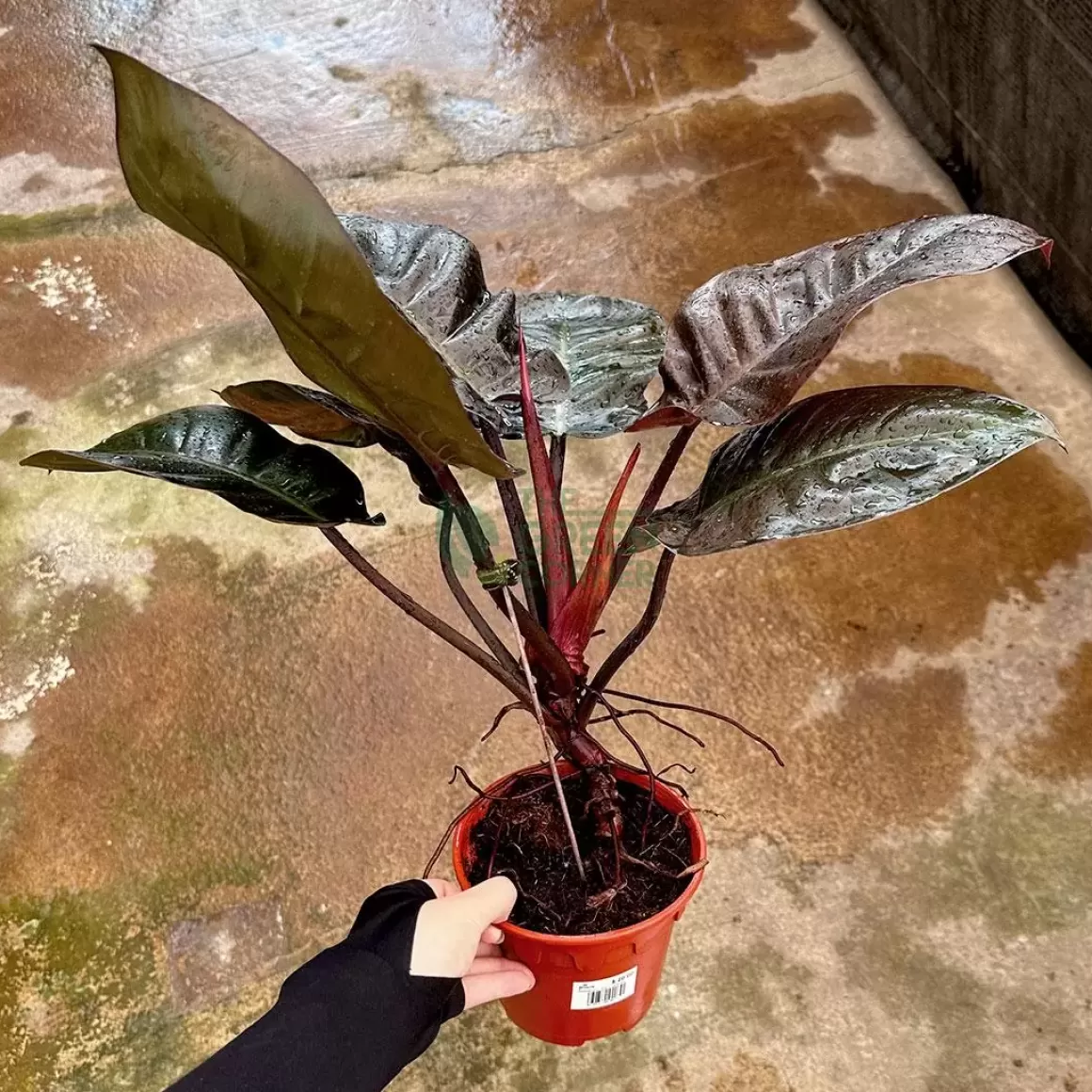 Sale Philodendron Black Cardinal Philodendron