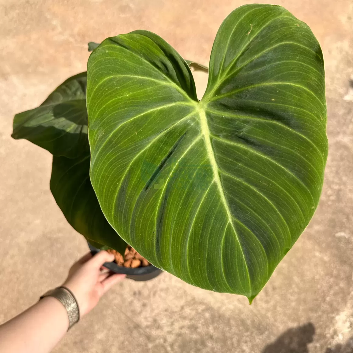Store Philodendron El Choco Red Philodendron