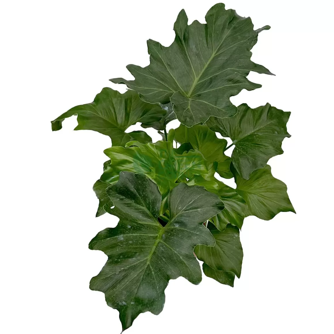 Best Sale Philodendron Hope Philodendron