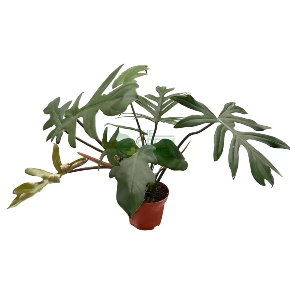 Hot Philodendron Mayoii Philodendron